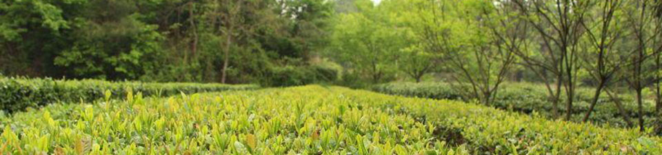 春茶